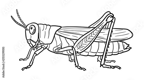 Plakat grasshopper on a white background
