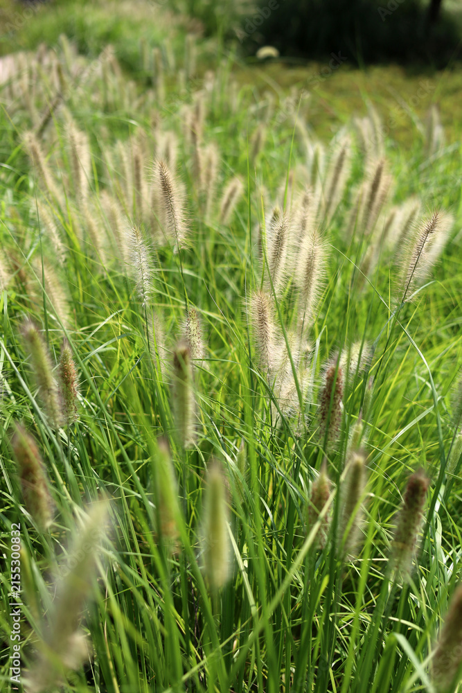 Fototapeta premium Fluffy cream-colored fountain grass