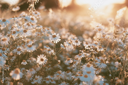 Delicate white daisies bloom in a sunlit meadow, creating a soft summer floral scene with warm light, fresh greenery, natural bokeh and a dreamy rural mood.