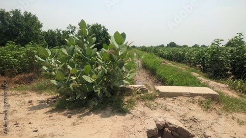 Calotropis procera plant growing near irrigation channel along green crop fields outdoor photography for flora botany and rural agriculture concept