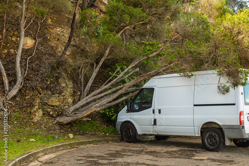 A white van that has been struck by a fallen tree in a parking lot after high winds blew the tree over at the coast in New South Wales, Australia.