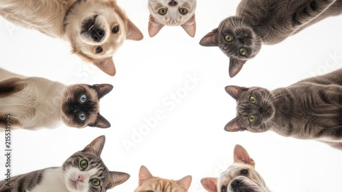 Group of Curious Pets Looking Down