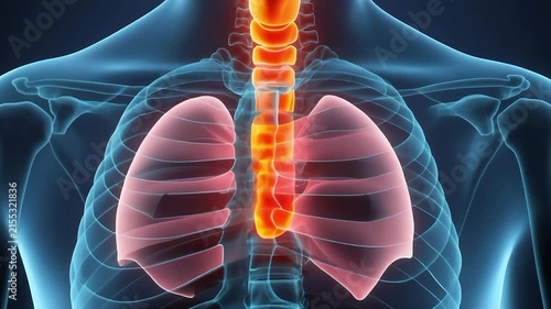 Medical visualization of glowing lungs and spine in human torso. 4K Video