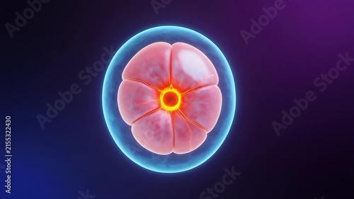 Microscopic animation of healthy retinal cell structure. 4K Video