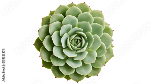 Fotografie Green succulent plant with symmetrical rosette pattern, isolated on transparent