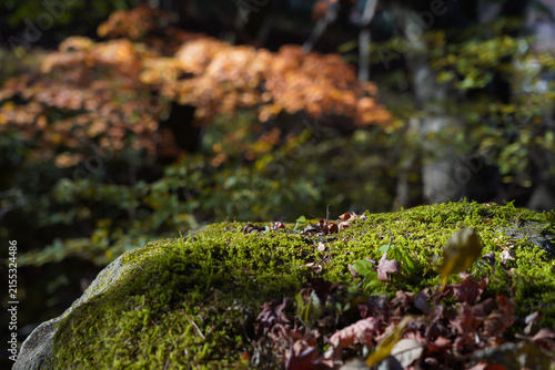 Fototapeta 陽が差し込む苔むした岩肌と背景に広がる美しい紅葉