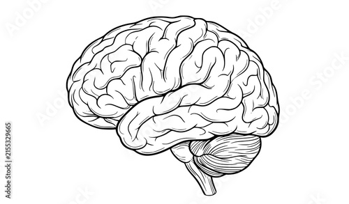 Foto Human brain hand drawn engraving style illustration side view for anatomy, medic