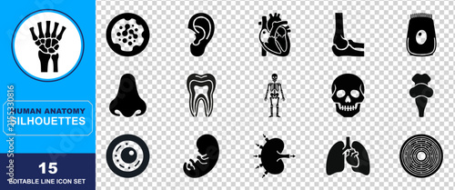 Intricate black silhouettes depicting a range of human body parts and internal organs ideal for educational medical resources and scientific visualization