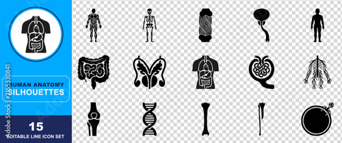 Intricate black silhouettes depicting the human body s anatomy including essential organs skeletal structure and muscular systems ideal for medical education and scientific study