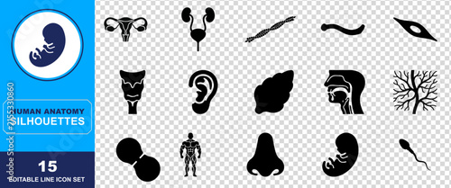 Intricate black silhouettes depicting a diverse range of human organs and internal anatomical structures ideal for medical textbooks and educational resources