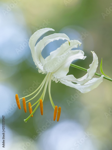 美しい白花カノコユリが咲く