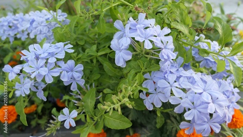 Canvastavla Light Purple Plumbago Flowers Blooming in a Summer Flower Bed