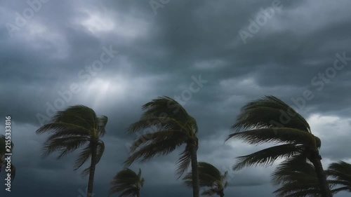 Palm trees sway violently under a dark and stormy sky during a heavy rainstorm.