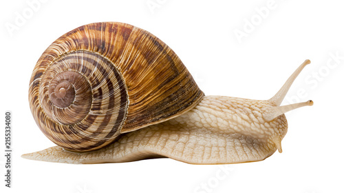 Fotografie Detailed brown spiral shell snail crawling slowly, isolated on transparent backg