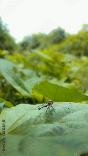 tiny dragonfly on a leaf.