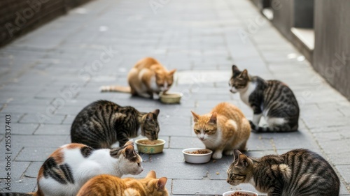 Group of Stray Cats Eating in Alley
