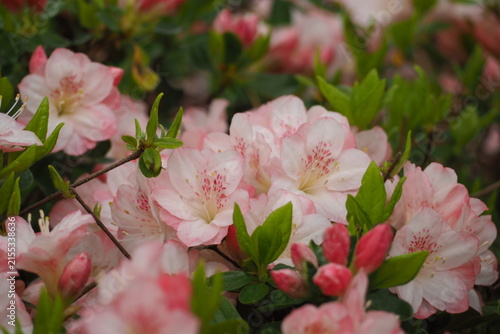 植物　花　夕方　風景　光 Azaleas blooming in the park in the evening	