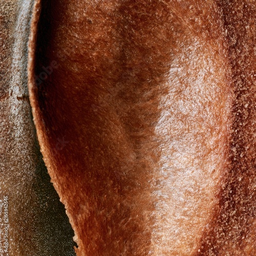 Close-up view of different textured surfaces in a natural setting during daylight. Sourdough September