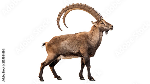 Canvastavla Wild alpine ibex goat with long horns standing isolated on a white background