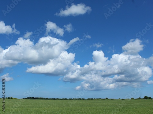 Serene Summer Green Field Landscape Under Blue Sky with White Fluffy Cumulus Clouds

