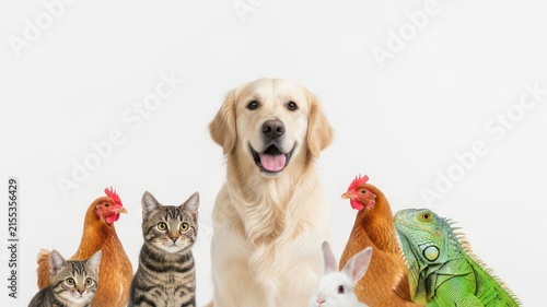 Diverse Group of Domestic and Exotic Pets