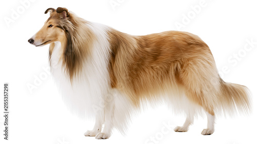 Majestic sable and white rough collie dog standing, isolated on transparent background