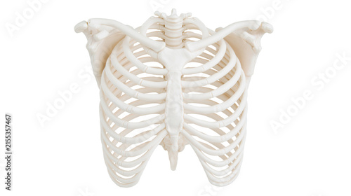 Принти на полотні Human rib cage skeleton model, isolated on transparent background