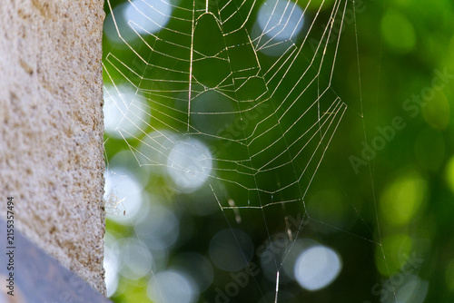 Close-up of spiderweb at Verdrel Square at French city of Rouen on a summer morning. Photo taken July 14th, 2026, Rouen, Normandie, France.