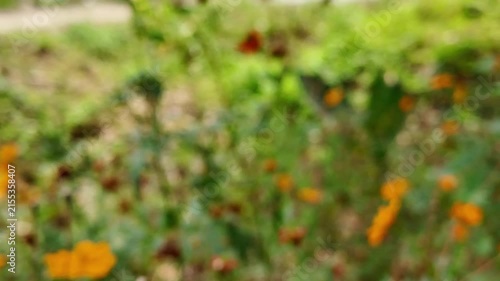 A closeup shot of blooming marigolds in a lush garden.