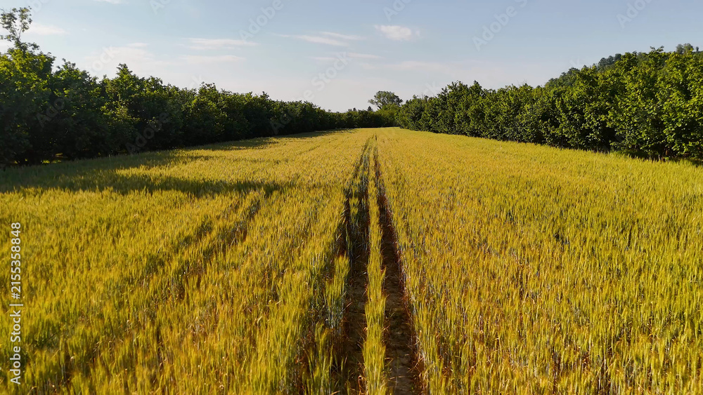 Obraz premium Aerial View of Golden Wheat Field with Tractor Tracks in Piedmont