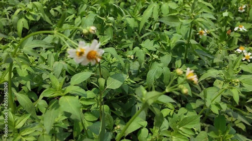 A Lush Green Field of Wild Plants and Small White Flowers.