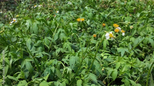 A Lush Green Field of Wild Plants and Small White Flowers.