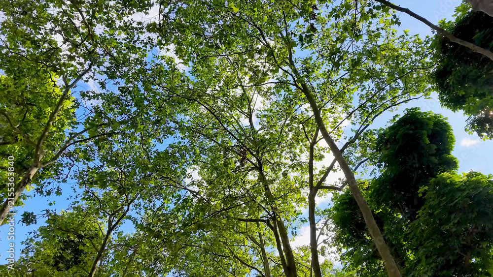 Fototapeta premium Low Angle View of Green Plane Tree Canopy Against Blue Sky
