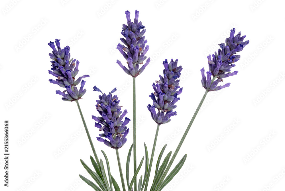 Obraz premium Vibrant Purple Lavender Sprigs with Green Stems