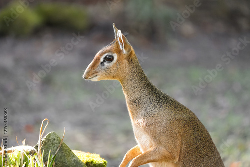 фотографія Portrait of a Kirk's dik-dik