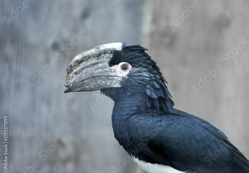 Konstfotografi Portrait of a trumpeter hornbill