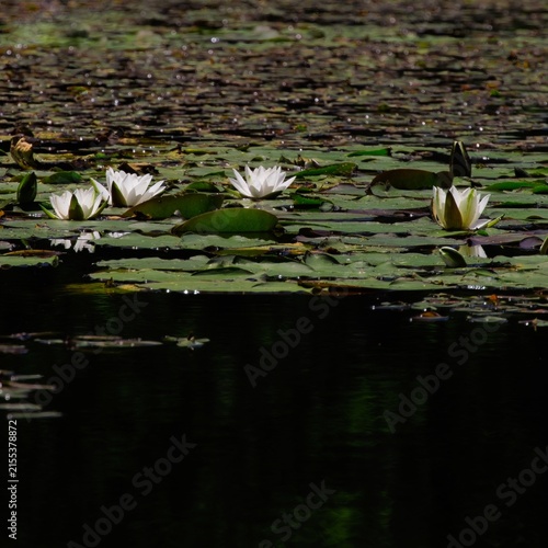 Quadro su tela White blossom water lily among the green leaves on the water surface of the pond
