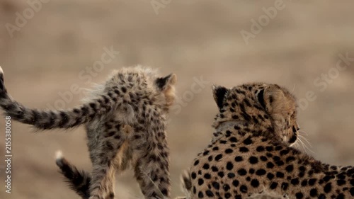 Cheetah mother grooming her cub