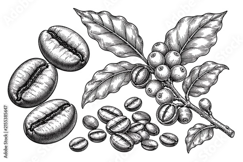 Detailed Illustration of Coffee Beans and Coffee Plant Branch with Leaves and Berries in Vintage Style