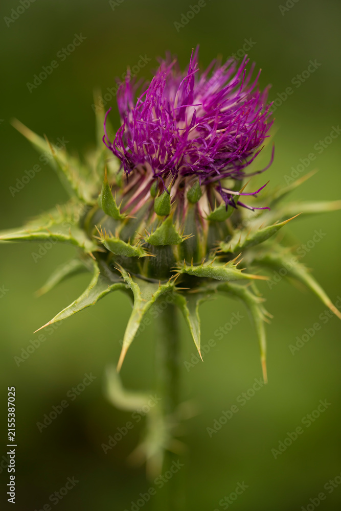 Fototapeta premium A close up of a purple thistle flower blooming