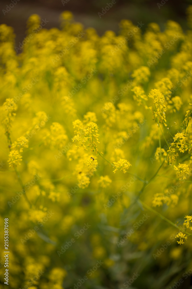 Obraz premium Delicate yellow wildflowers in a soft focus
