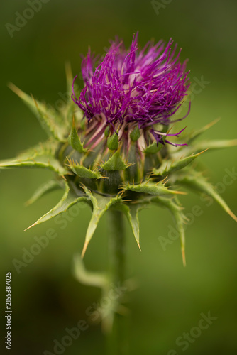 A close up of a purple thistle flower blooming