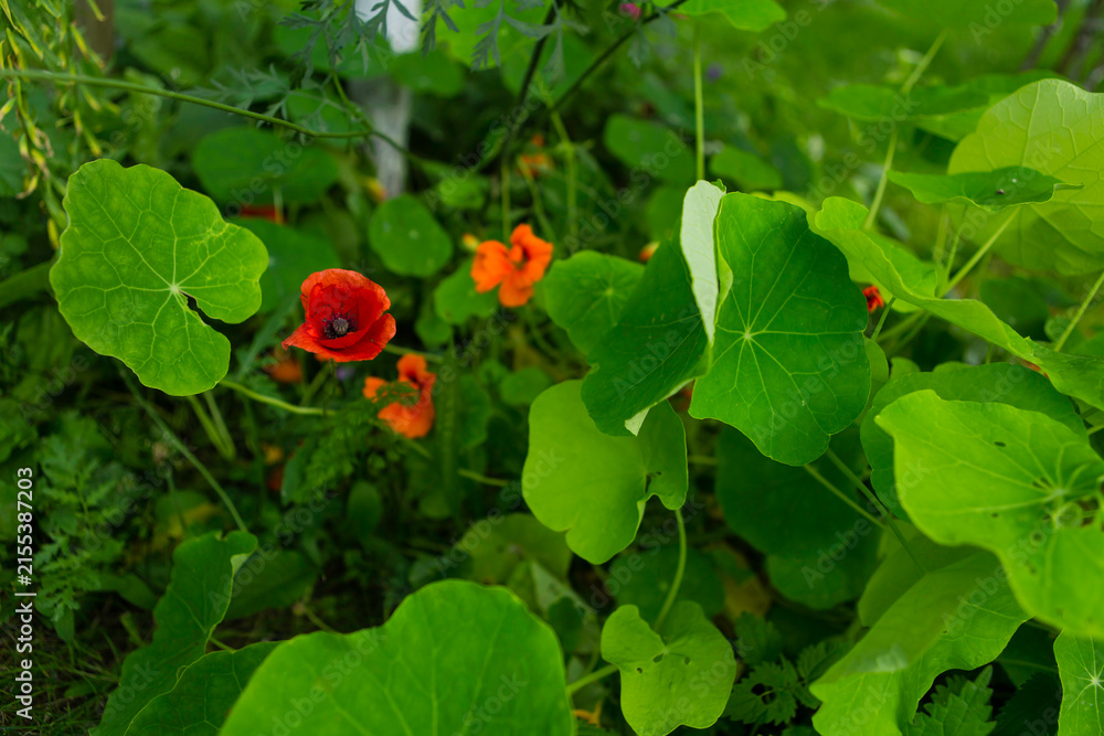Fototapeta premium Red poppy and orange nasturtiums in a green garden