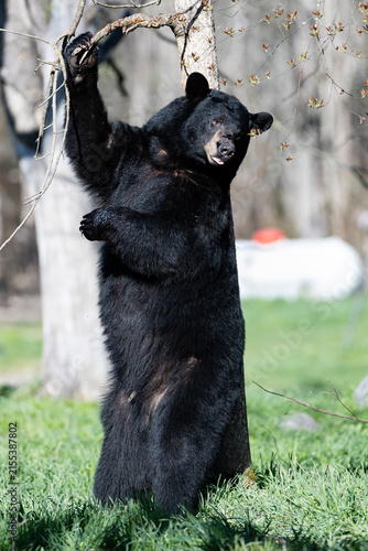 Obraz na płótnie Male Black Bear Scent Marking Tree