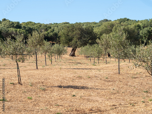 Young olive trees growing in a sunny orchard