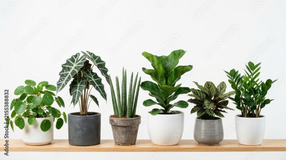 Fototapeta premium Collection of various indoor potted plants arranged in a row on a wooden shelf against a white background