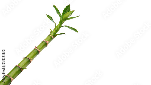 Canvas Print Single segment of green lucky bamboo plant stem grow isolated on transparent bac