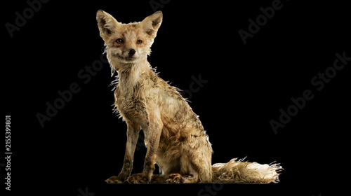 Alert Red Fox in Soft Studio Light