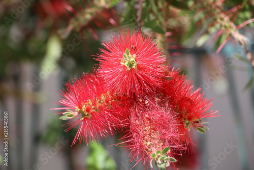 Foto Blossom of the bottle brush tree in the small village of Emporio on Santorini- G