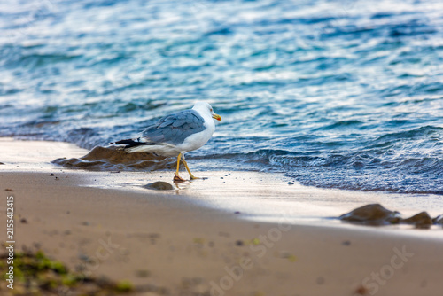 Canvas Print Lone seagull walking along the sandy beach with gentle waves lapping at the shoreline, captured in natural daylight